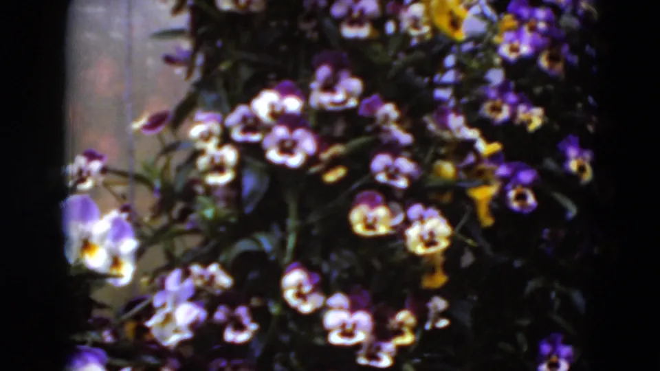 Middletown, Pennsylvania home-movie frame showing a dense cluster of pansies beside a dark vertical window frame.