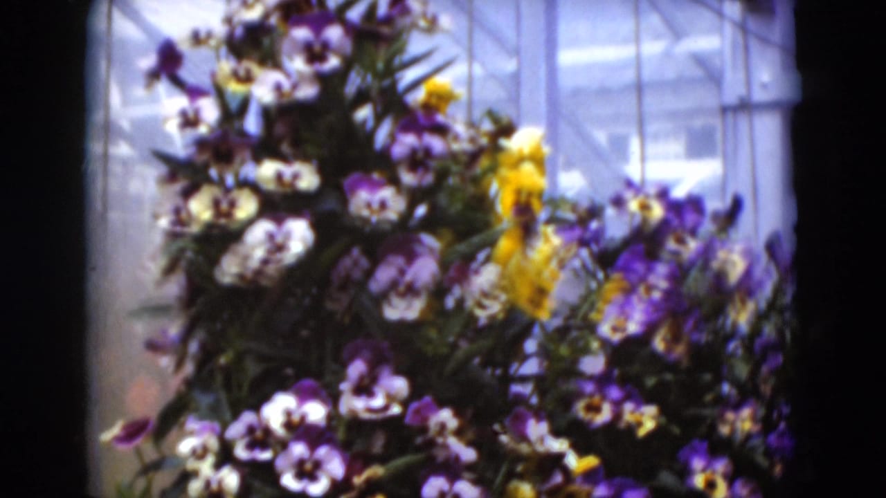 1975 8mm view of pansies in Middletown, Pennsylvania, with pale window panes and muntins behind the flowers.