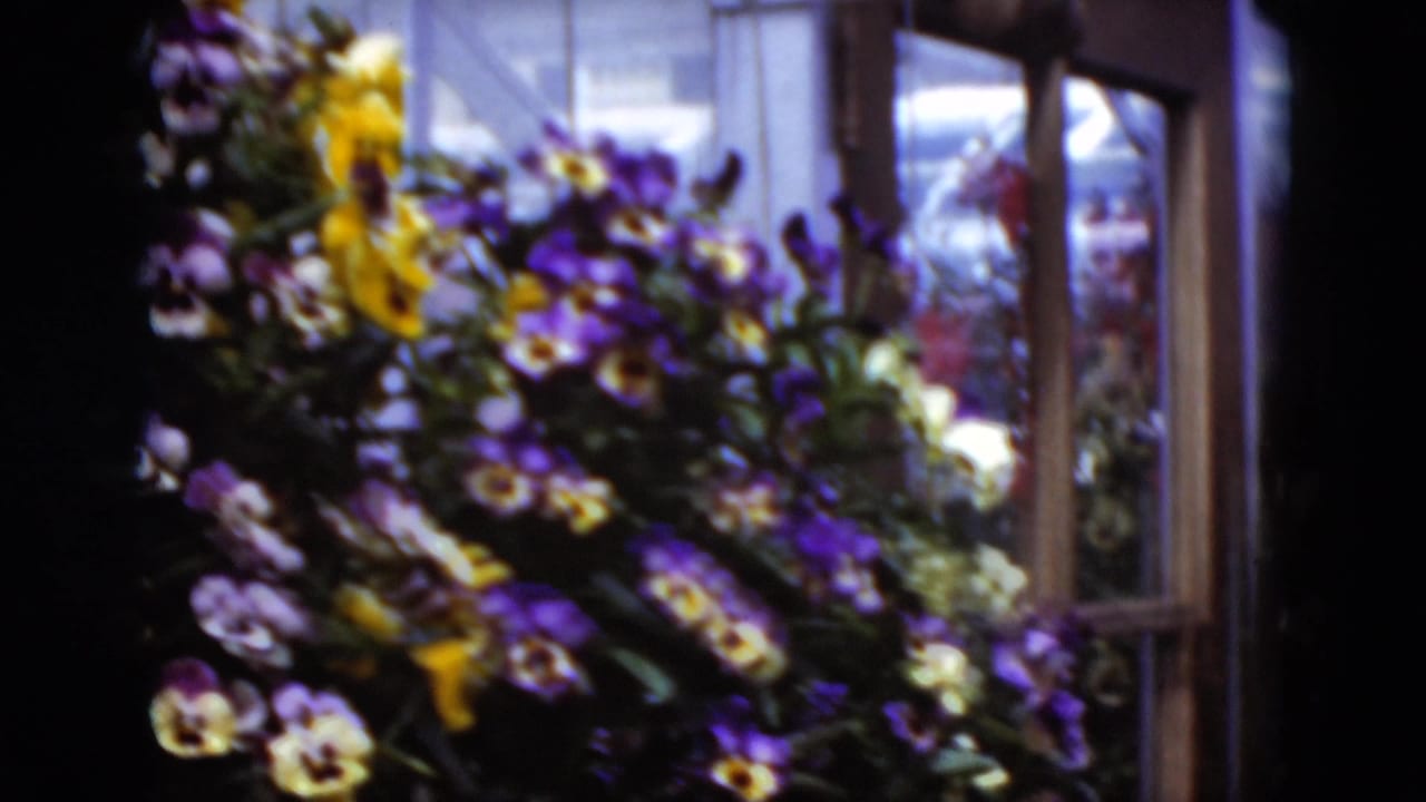 Soft 8mm frame from Middletown, Pennsylvania showing pansies through window framing and glass reflections.