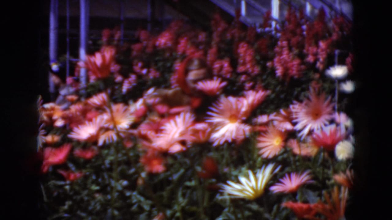 Rows of pink, orange, and white daisy-like flowers near greenhouse framing.