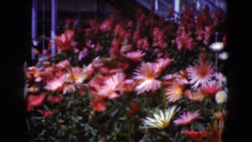 Colorful flowers fill a greenhouse display in this 1975 Middletown, Pennsylvania home-movie frame.