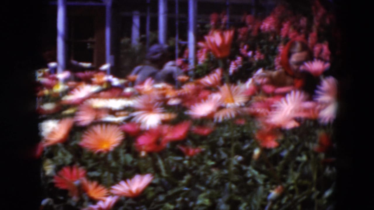A handheld 8mm view of garden flowers with a partially seen adult visitor behind the display in Middletown, Pennsylvania, 1975.