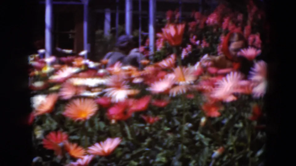 A handheld 8mm view of garden flowers with a partially seen adult visitor behind the display in Middletown, Pennsylvania, 1975.