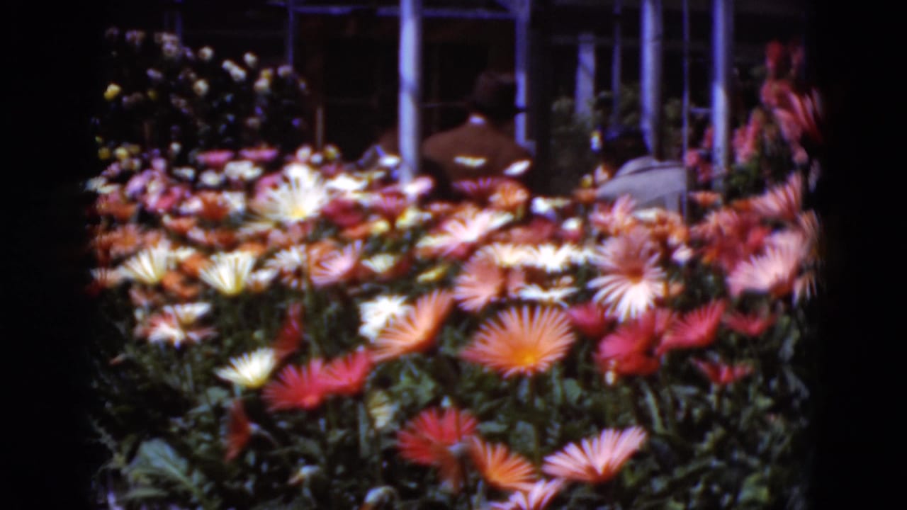 A 1975 Middletown, Pennsylvania greenhouse or garden display with colorful flowers and an adult figure viewed from behind.