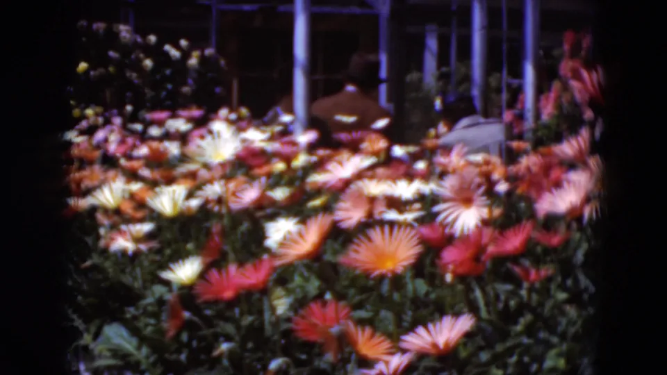 A 1975 Middletown, Pennsylvania greenhouse or garden display with colorful flowers and an adult figure viewed from behind.