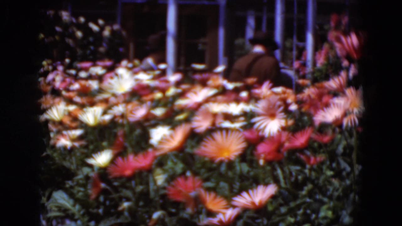 1975 8mm home-movie view of a planted flower bed in Middletown, Pennsylvania, with colorful blooms and a distant adult visitor.