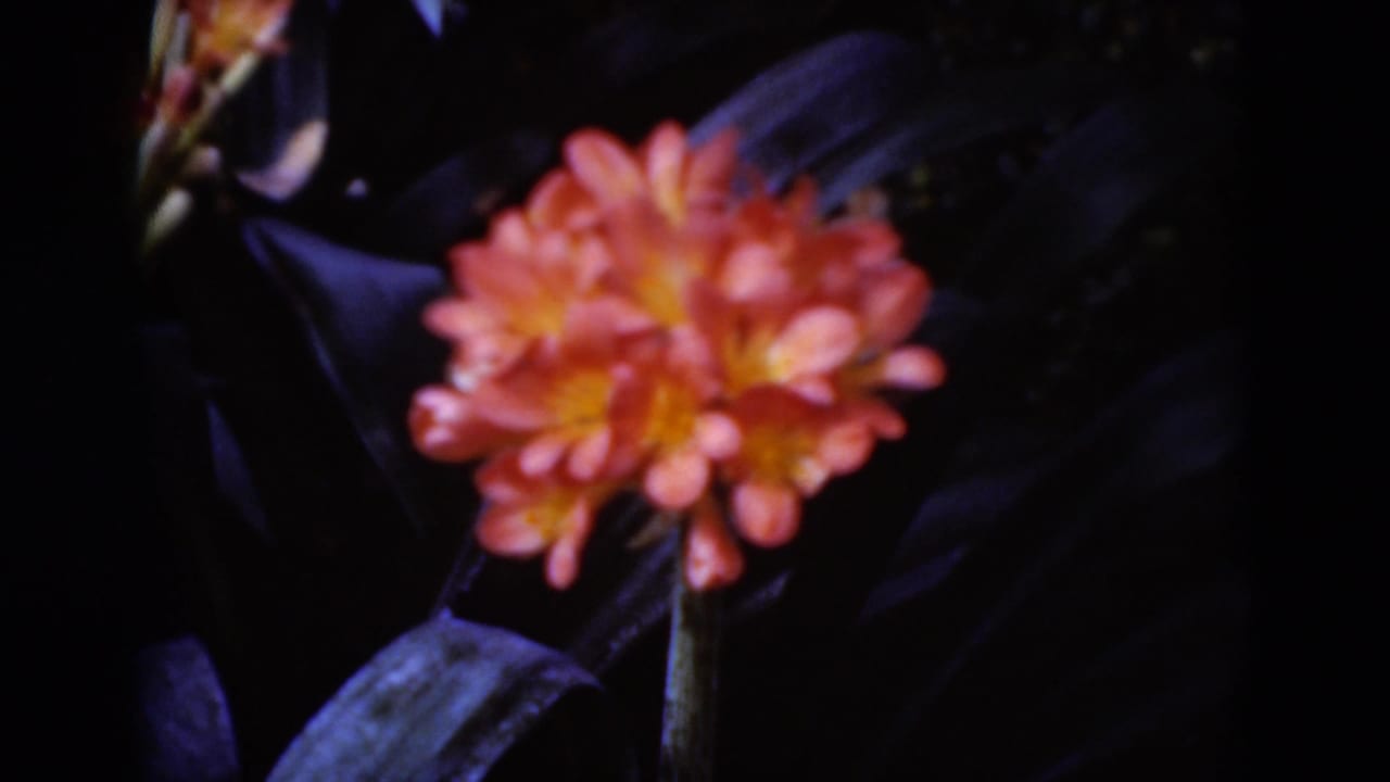 Soft close-up of an orange flower with a yellow center against dark green leaves.