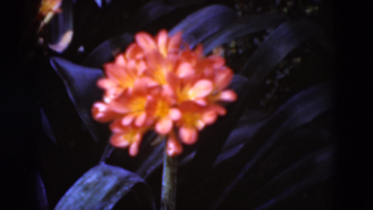 Soft 1975 home-movie close-up of an orange garden flower and broad leaves, with the bloom centered in the frame.