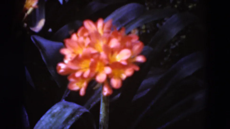 Soft 1975 home-movie close-up of an orange garden flower and broad leaves, with the bloom centered in the frame.