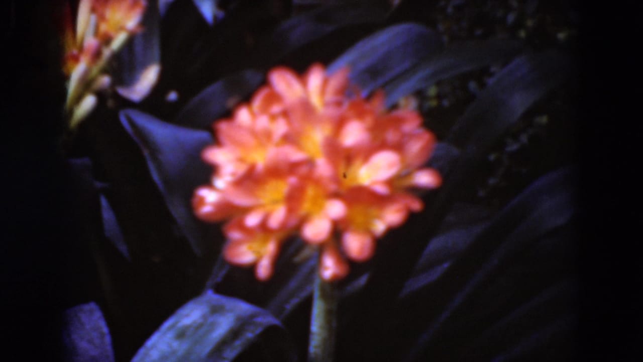 Final close 8mm frame of an orange flower in the Middletown, Pennsylvania garden clip, surrounded by dark green leaves.