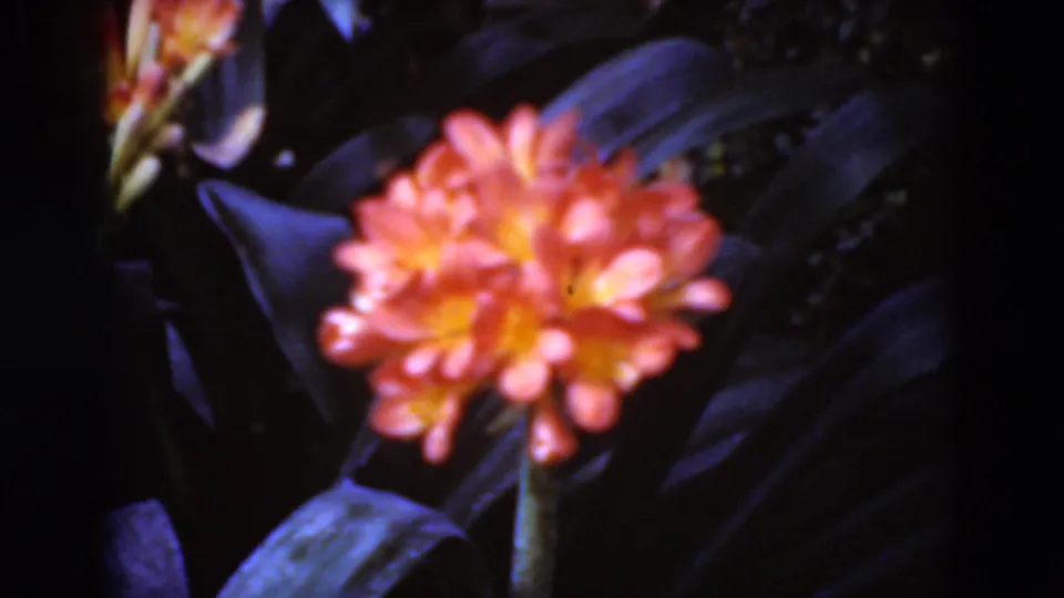 Final close 8mm frame of an orange flower in the Middletown, Pennsylvania garden clip, surrounded by dark green leaves.