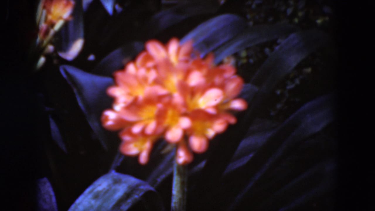 Close 1975 8mm view of an orange flower with yellow center and dark foliage, likely filmed in Middletown, Pennsylvania.