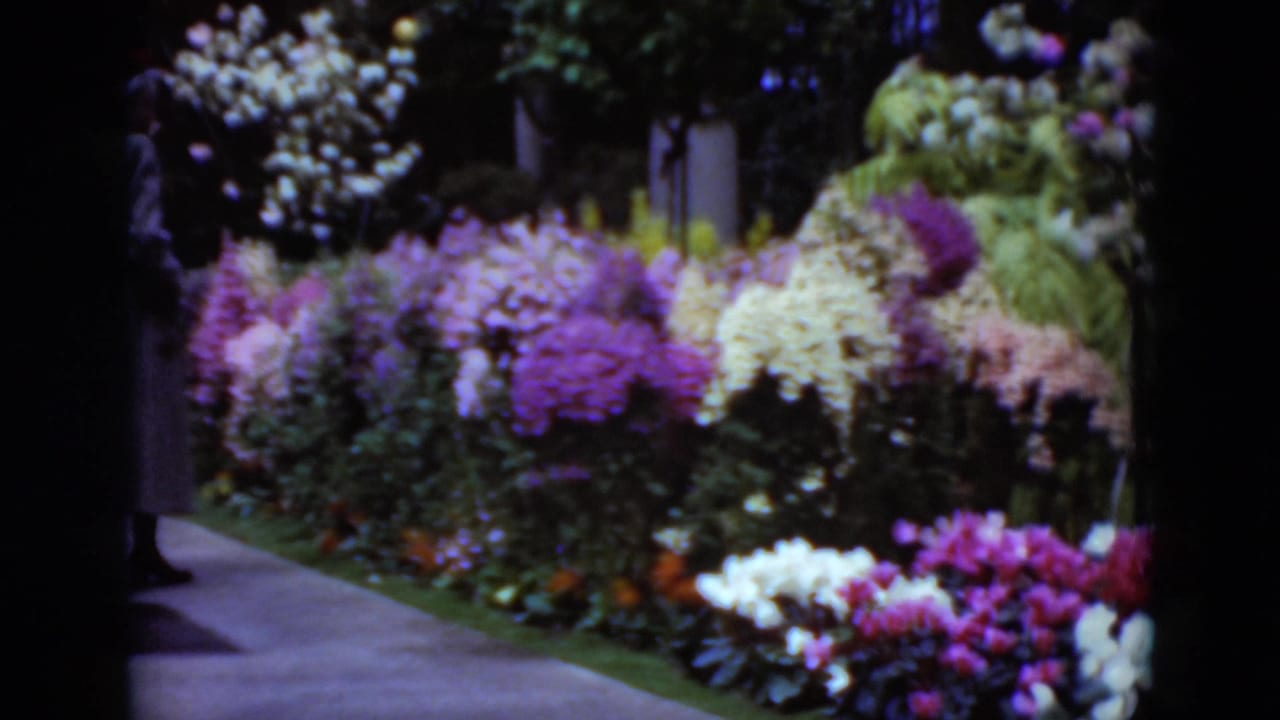A woman in a red hat and long coat walks beside purple, white, pink, and yellow flower beds in 1975 Middletown 8mm footage.