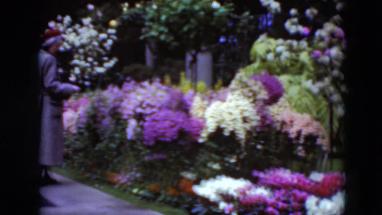 In 1975 Middletown, Pennsylvania footage, a woman walks along a paved garden path beside dense purple, white, and pink flowers.