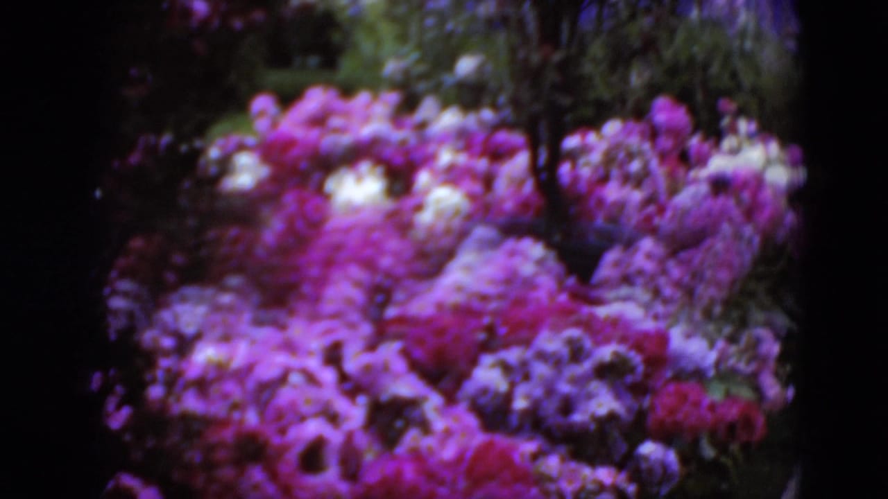 Soft 8mm footage shows a close, saturated view of pink and purple flowers filling the lower garden bed.