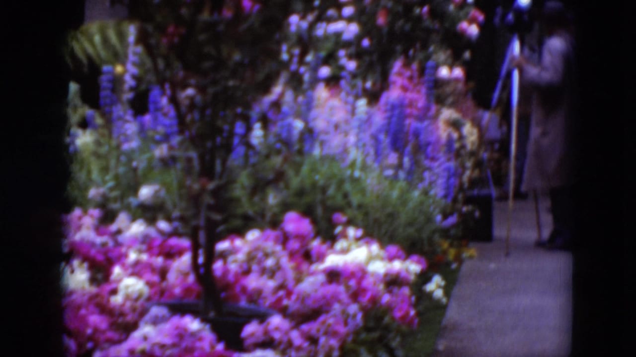 A cameraman stands near the edge of a flower garden, with purple and pink blooms filling the foreground in the 1975 footage.