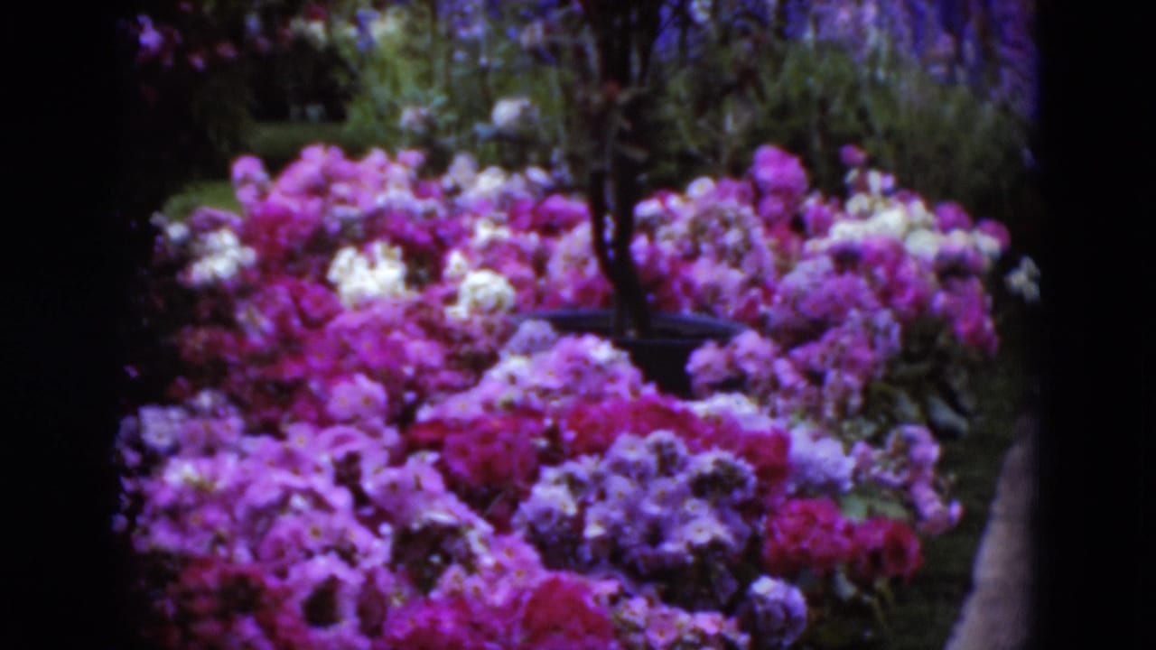 Dense bed of pink, purple, and white flowers filling the frame with dark greenery behind them.