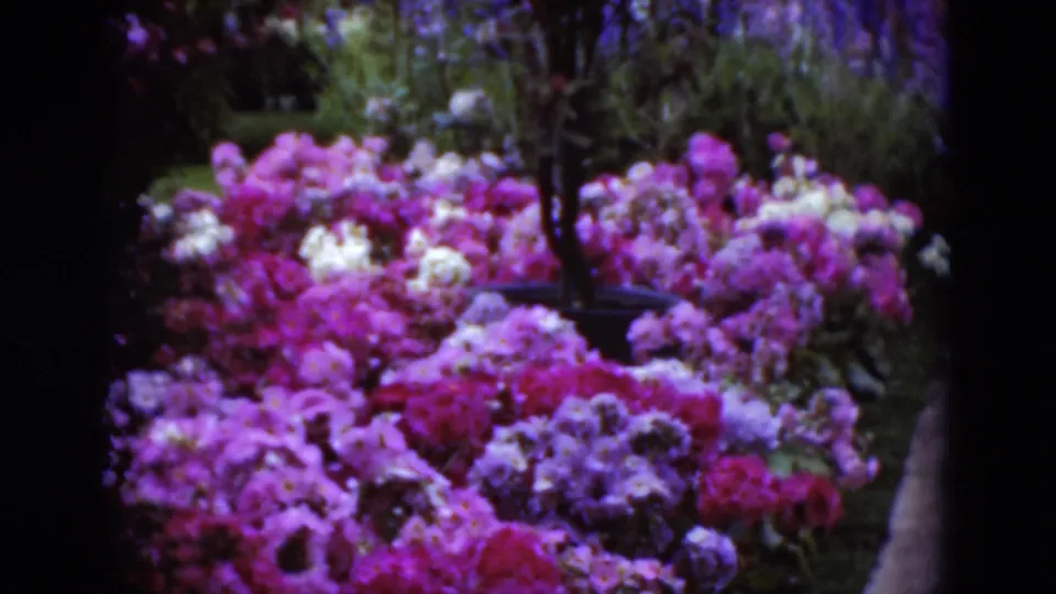 Color-saturated 1975 8mm view of a dense floral display in Middletown, Pennsylvania, with pink, purple, and white blossoms against dark foliage.