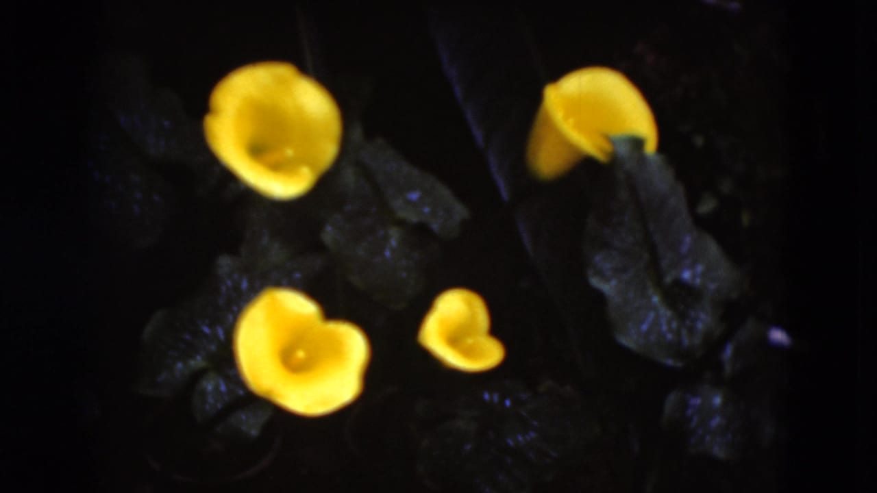 Close 1975 8mm frame from Middletown, Pennsylvania, showing yellow calla lilies glowing against dark, glossy foliage.
