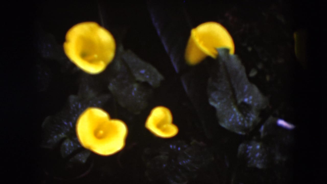 Later 1975 8mm frame from Middletown, Pennsylvania, with yellow calla lilies and dark foliage held in soft, saturated focus.