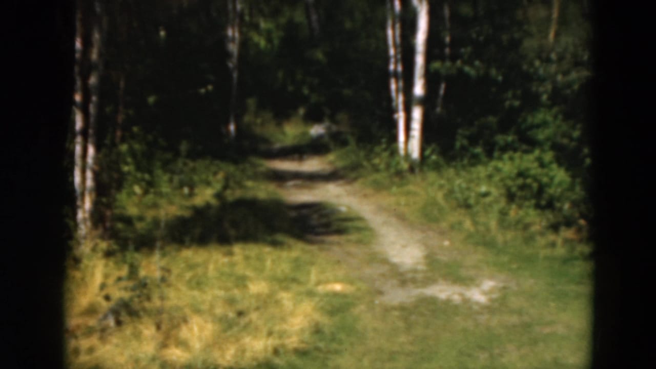 Dirt path running through grass and birch trees under patchy sunlight.