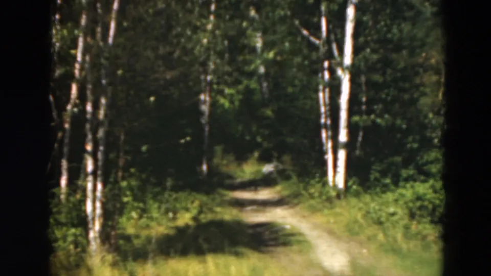 Vintage 8mm frame from Duluth showing a narrow woodland path receding between birch trees and dense green undergrowth.