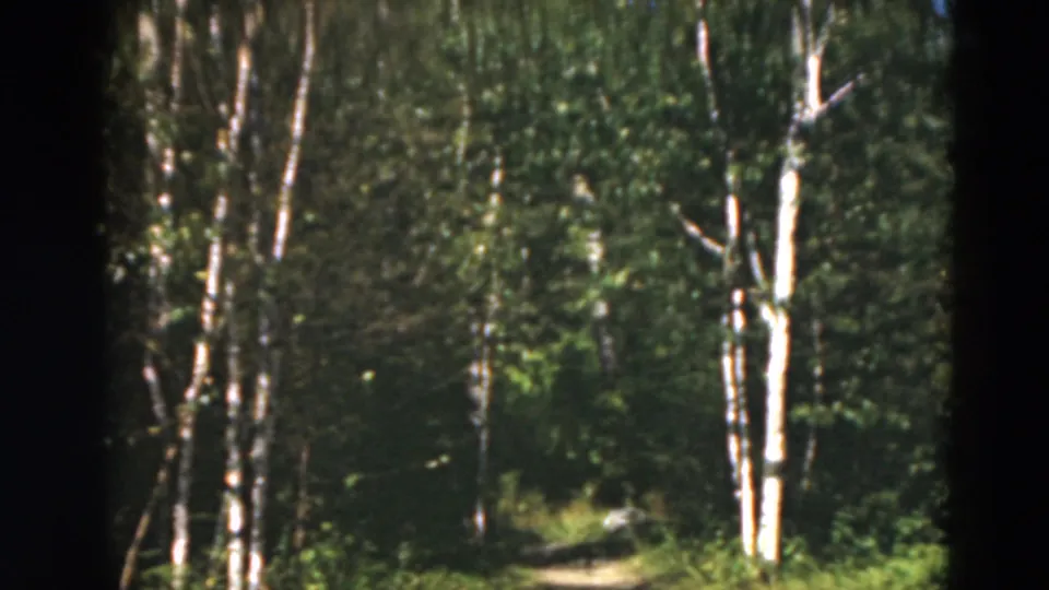 1975 Duluth forest trail frame with birch trees, dense shade, and a distant person in light clothing near the path.