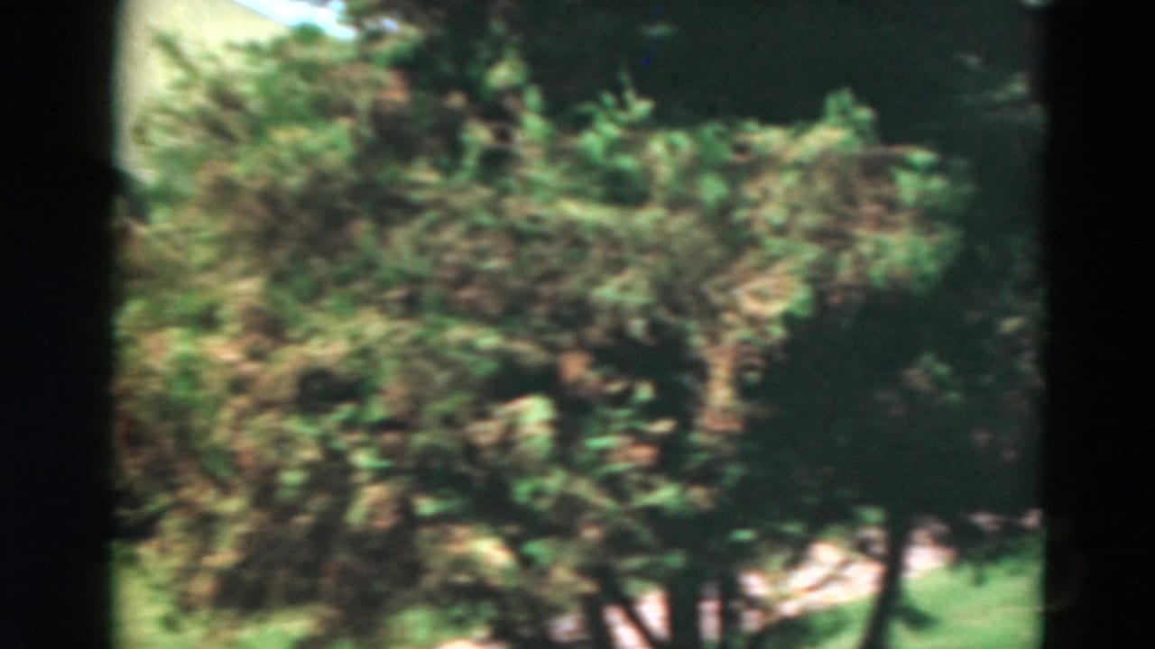 Soft 8mm frame from Duluth showing trees, lawn, and a partially obscured cabin or yard area in bright daylight.