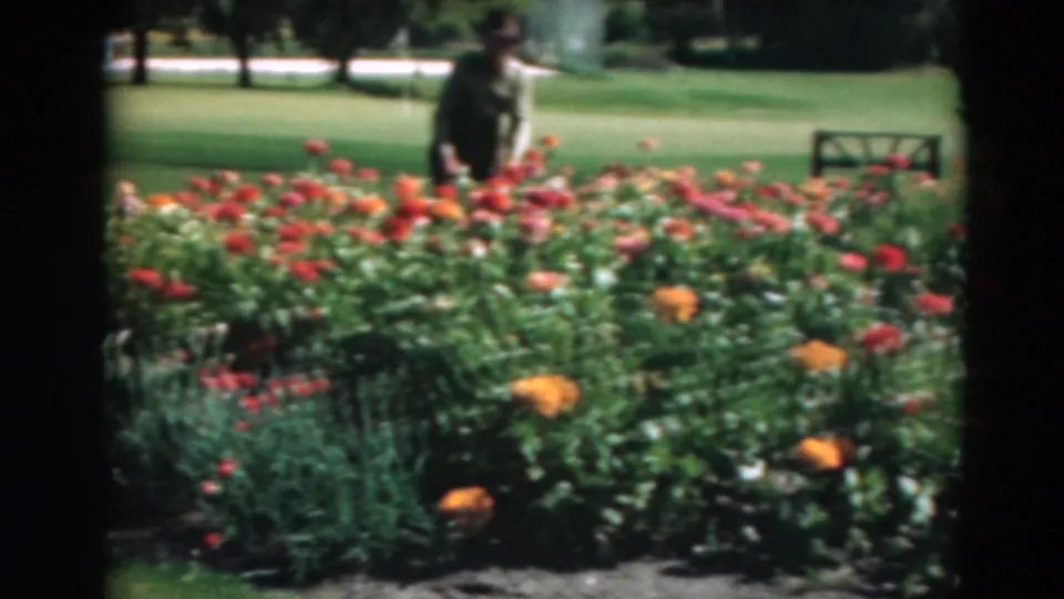 1975 Duluth resort garden with a distant adult figure among dense flower beds and green lawn in the background.