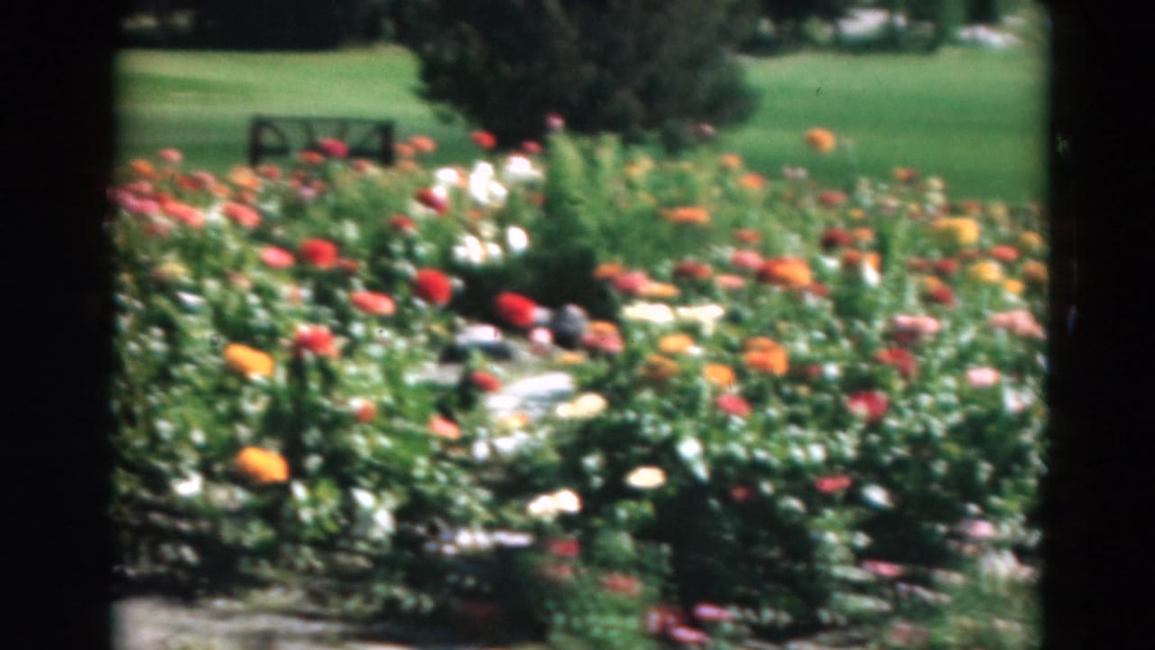 1975 Duluth garden view with red, orange, pink, and white flowers in front of a lawn, benches, and shaded trees.