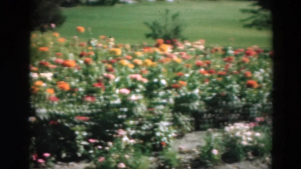 Soft 8mm frame of a Duluth garden flower bed in 1975, with saturated blossoms, lawn, shrubs, and a low border visible.