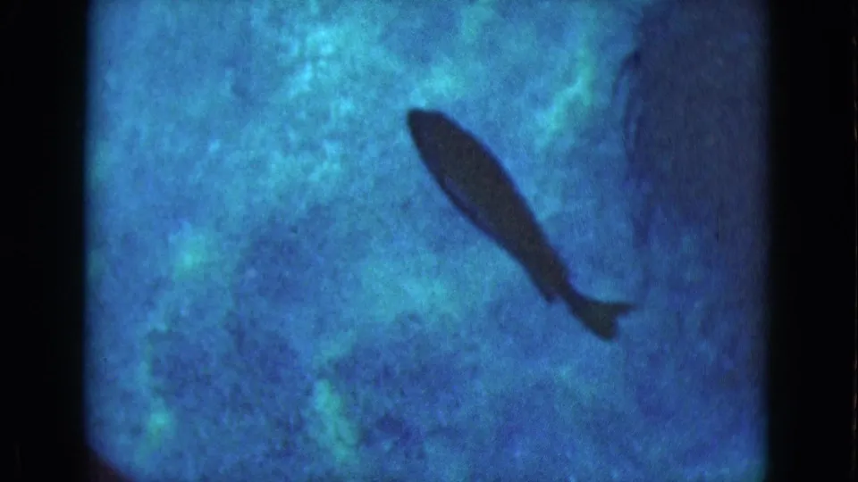1975 Florida 8mm frame showing a fish silhouette against murky blue-green water texture.