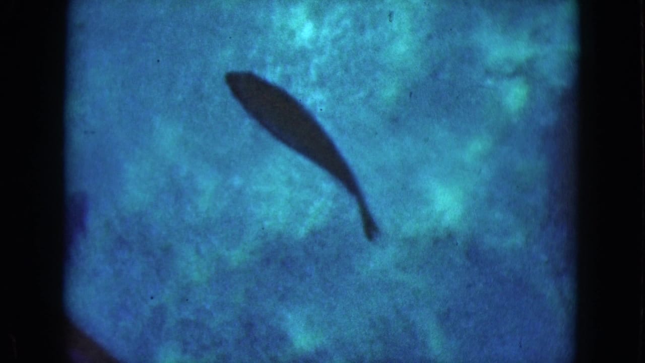Single dark fish silhouette in blue-green water.