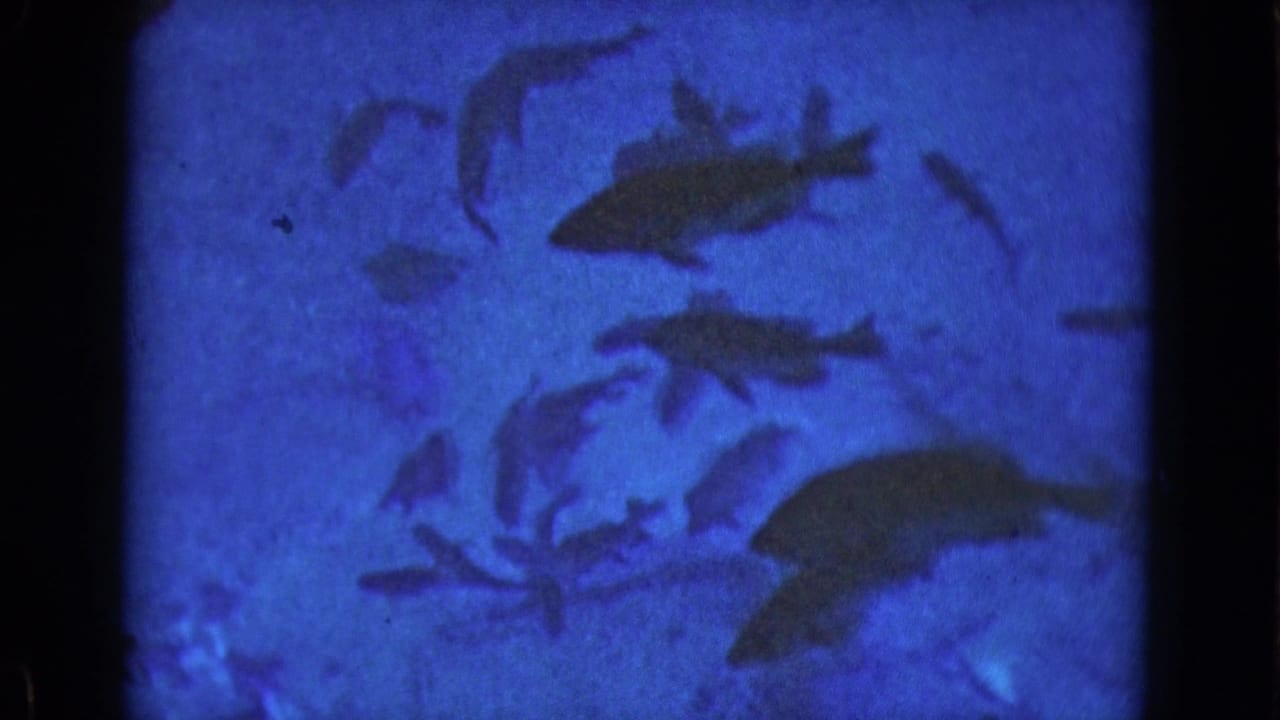 Multiple fish silhouettes appear against deep blue water, likely filmed through an aquarium or marine exhibit window.