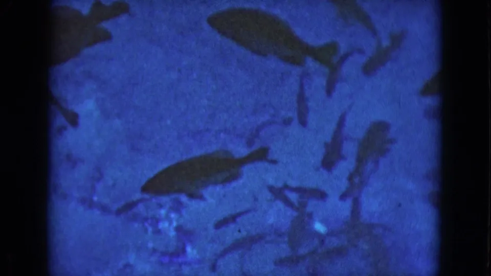 Dark fish shapes swim across blue-tinted water, with heavy 8mm grain and a visible film border.