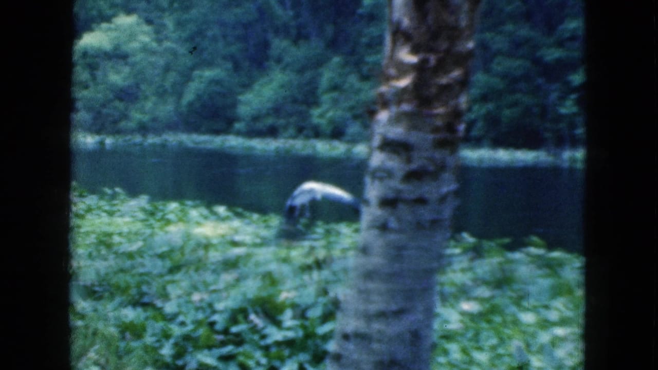 Pond behind tree trunks with dense green vegetation and a bird near the water.
