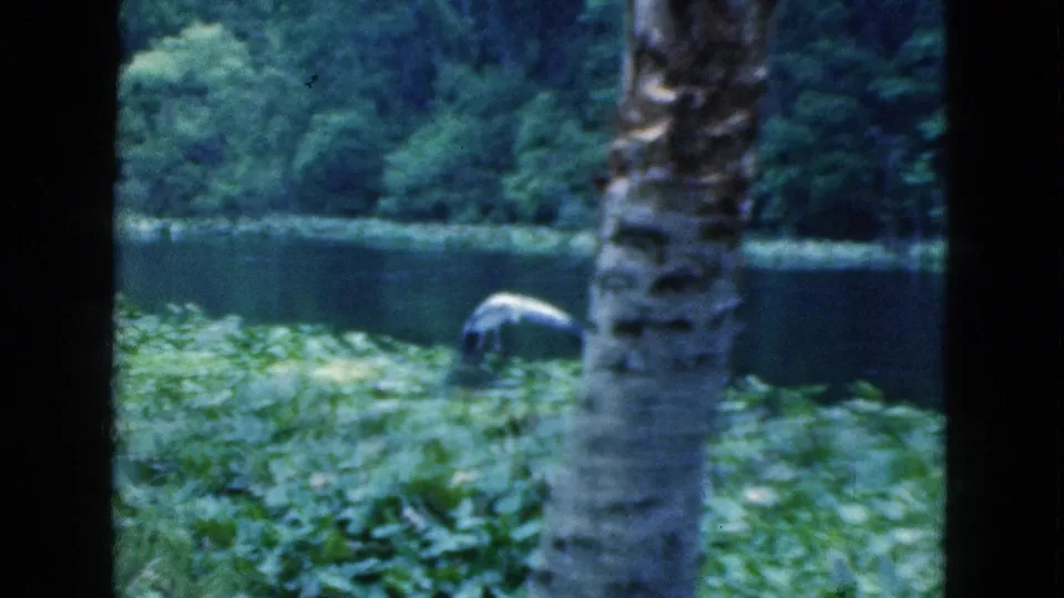1975 Florida 8mm frame showing a pond, wooded shoreline, leafy foreground, and a bird moving near the water.