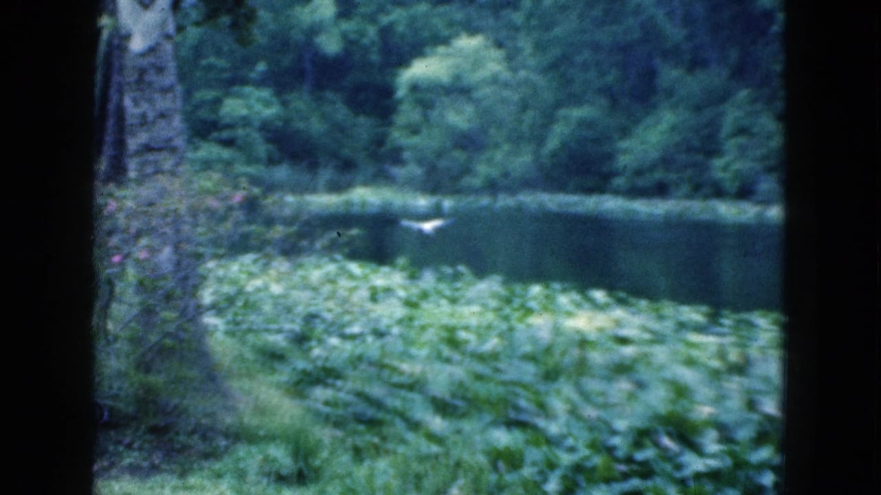 1975 Florida 8mm frame of a bird crossing a pond, framed by tree trunks and thick green vegetation.