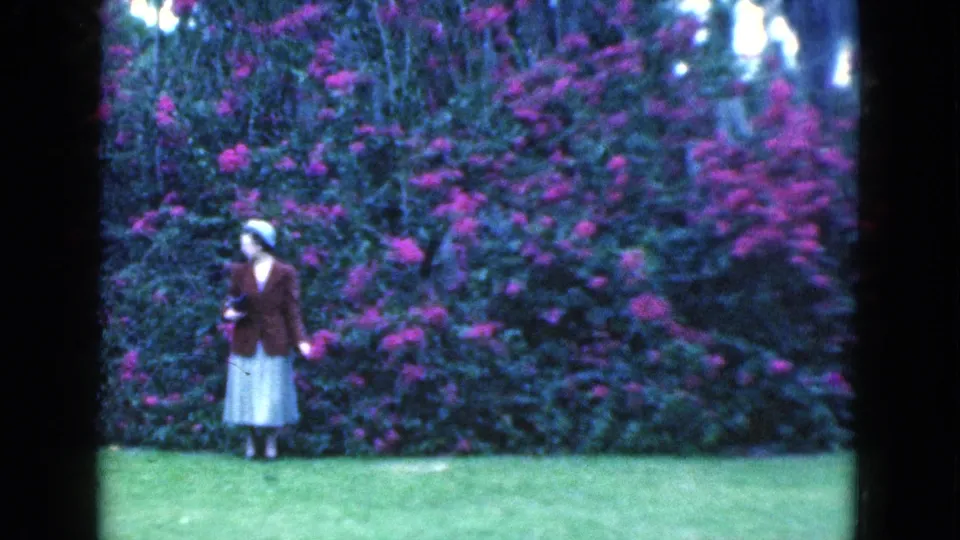 A woman in 1970s attire stands at the edge of a lush flowering hedge, with lawn and pink blooms filling the frame.