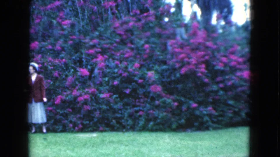 The woman remains near the edge of the 8mm frame while the tall pink flowering hedge fills most of the Florida garden scene.