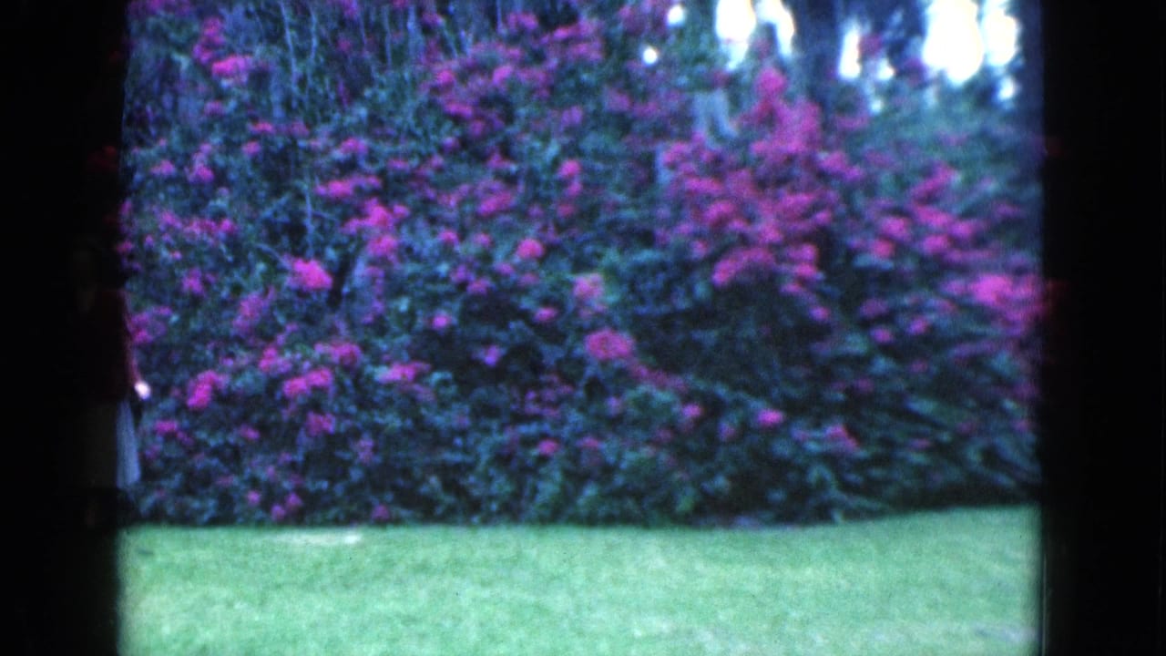 Grassy lawn and purple flowering bushes in soft 8mm garden footage.