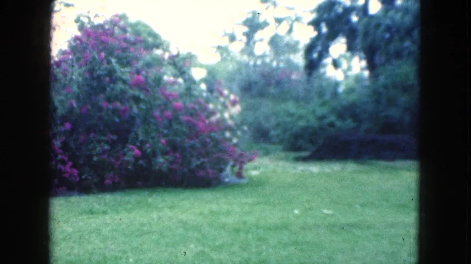 1975 Florida 8mm frame showing a bright lawn, a large purple flowering shrub, and shaded greenery in the background.