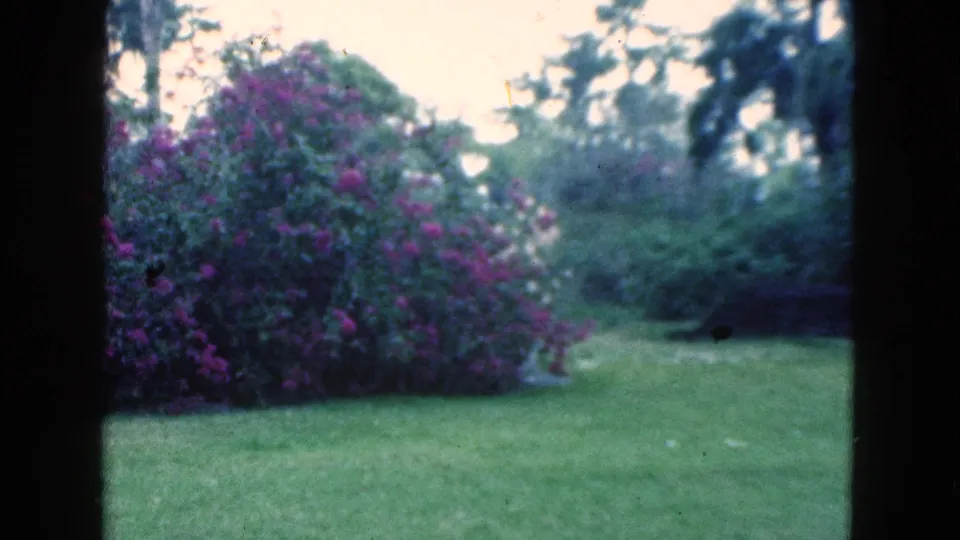 1975 Florida home-movie frame with a purple flowering shrub, green lawn, and shaded garden foliage under bright daylight.