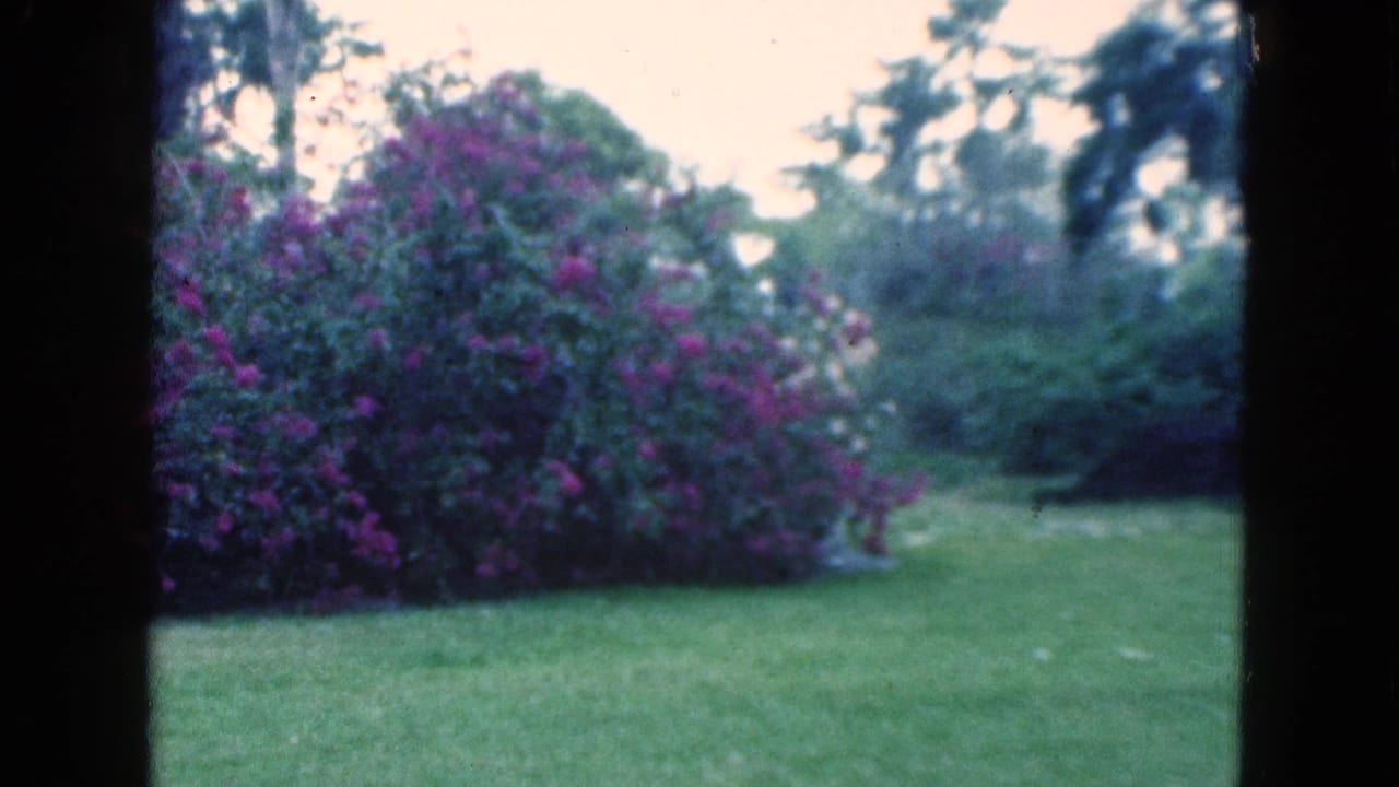 Green lawn with large purple flowering shrub and trees in a soft 8mm frame.
