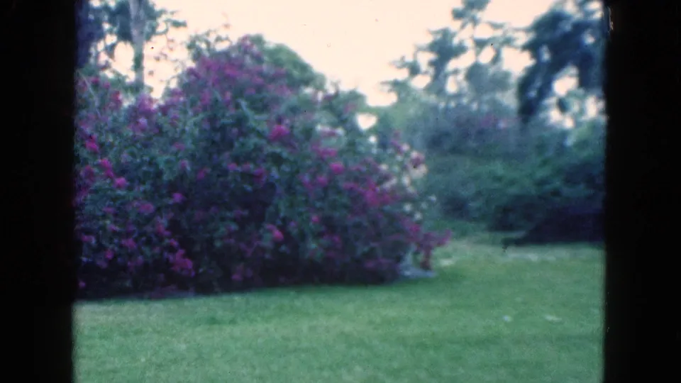 1975 Florida home-movie view of a green backyard lawn, dense purple flowering shrub, and tall trees in soft 8mm color.