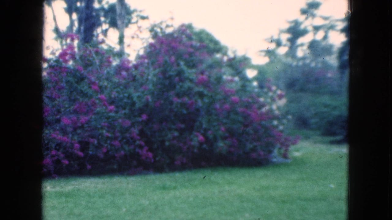 Large purple flowering shrub across a green lawn with trees behind it.