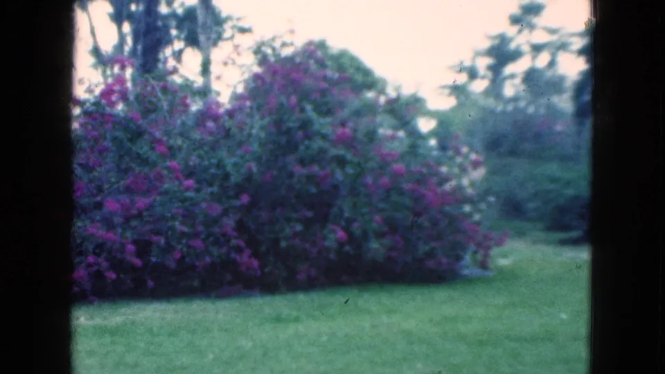 Soft 8mm Florida garden view from 1975 showing a broad lawn, purple flowering bushes, and trees in the background.