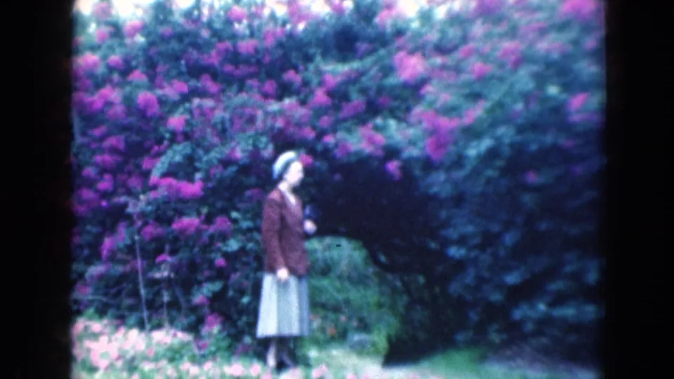 The woman remains beside a large purple flowering shrub in the landscaped Florida yard, filmed in soft 8mm focus.