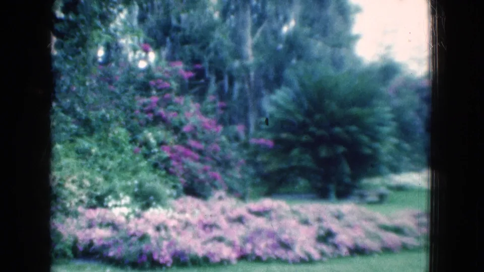 1975 Florida 8mm frame of a lush landscaped garden with pink flowers, a large spiky plant, dense shrubs, trees, and lawn.