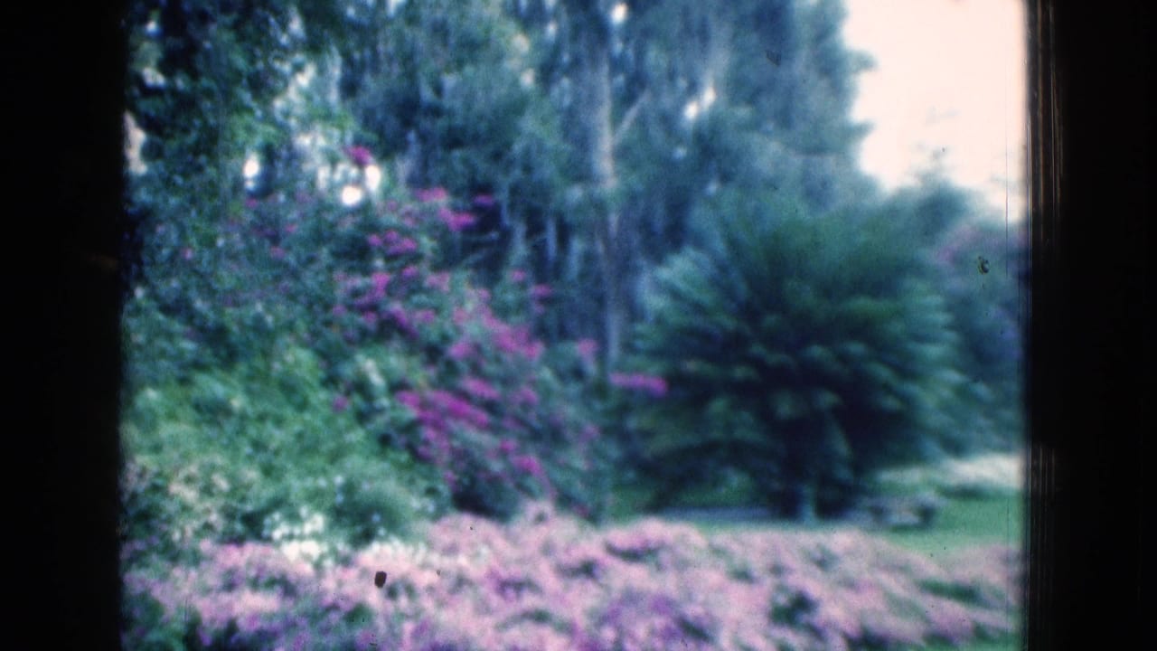 Lush garden seen through dark framing with purple flowers and dense greenery.